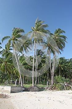Jungle palms and jungle forest on a sand beach in Koh Samui island in Thailand