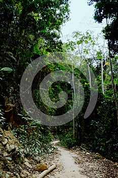 jungle path across tribal land photo