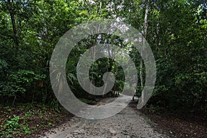 Jungle Path in Tikal Park. Sightseeing object in Guatemala with Mayan Temples and Ceremonial Ruins