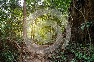 Jungle path in tropical rainforest background.