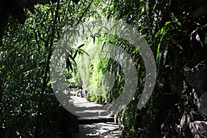 Jungle photo
