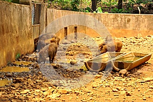 The jungle pigs in a zoo