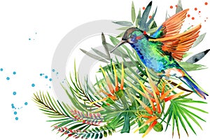 Jungle plant, bird and flowers. Hummingbird. rain forest watercolor illustration.