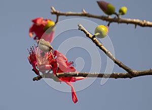 Jungle Prinia Prinia sylvatica Searching for Food in the flower