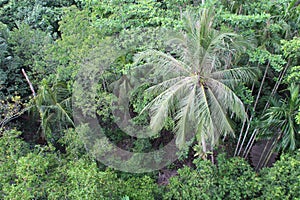 jungle at pulau ubin - singapore