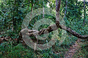 Jungle rain forest spiral liana on a path photo