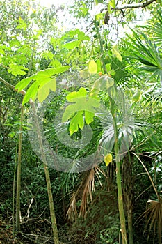 Jungle rainforest atmosphere green background