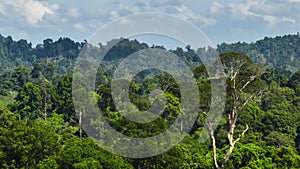 Jungle and rainforest. Borneo. Malaysia