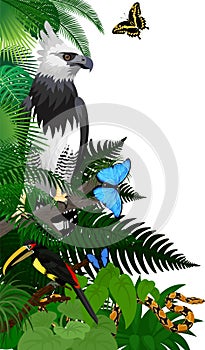 jungle rainforest foliage vertical border illustration with Harpy Eagle, python, aracari toucanet and butterflies