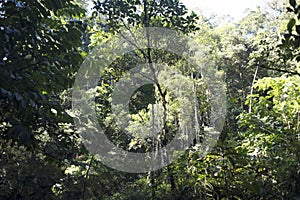 Jungle rainforest with leafy trees in the Amazon Tingo Maria Peru