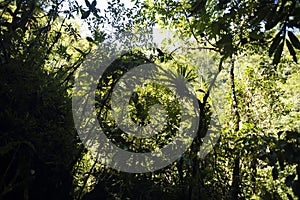 Jungle rainforest with leafy trees in the Amazon Tingo Maria Peru