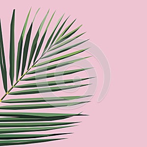 Jungle rainforest royal palm leave isolated on pink background. Exotic tropical Vector design illustration.