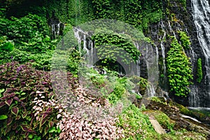 Jungle rainy season tropical vegetation near waterfall