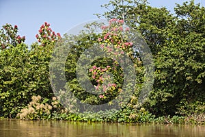 Jungle Riverbank with Flowering Trees,Blue Skies