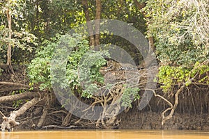 Jungle Riverbank Landscape with Jaguar,wide angle