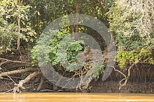 Jungle Riverbank Landscape with Resting Jaguar