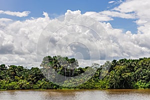 Jungle on the riverside of the Amazon River, Brazil
