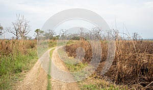 Jungle rural empty road. Chitwan National Park Nepal Asia