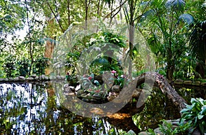 Jungle Scenery - Pond