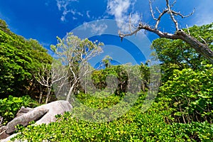 Jungle scenery of Similan islands