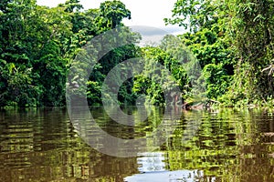 Jungle scenery in Tortuguero National Park in Costa Rica