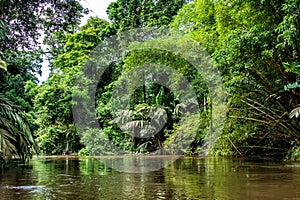 Jungle scenery in Tortuguero National Park in Costa Rica