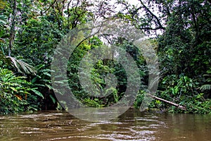 Jungle scenery in Tortuguero National Park in Costa Rica