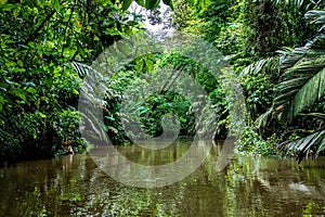 Jungle scenery in Tortuguero National Park in Costa Rica