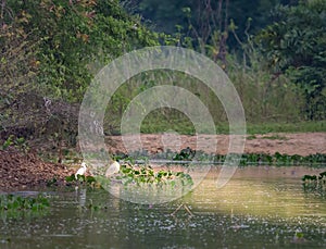 Jungle scenic  landscape on the cuaiaba riverbank, Pantanal.CR2