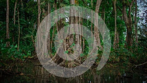 Jungle setting, view of trees rising up from the murky water in dense thick costarican forest