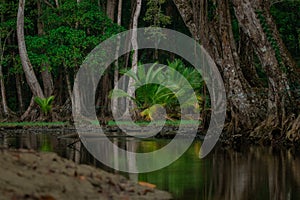 Jungle setting, view of trees rising up from the murky water in dense thick costarican forest