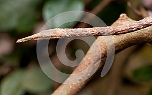 Jungle Snake, Madagascar African Island