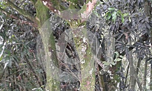 jungle  species colombia photo