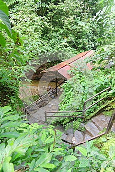 Jungle steps