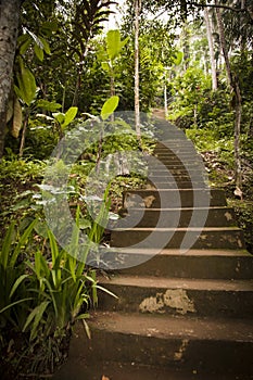 Jungle steps