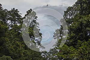 Jungle in Sumatra, Gunung Leuser National Park photo