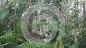 Jungle in Taman Negara national park