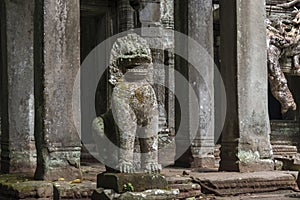 Jungle temple Siem Reap, Angkor Wat, Cambodia