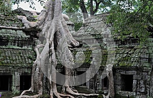 The jungle temple ta prohm