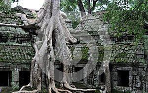 The jungle temple ta prohm in angkor photo