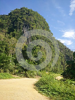 Jungle in thailand