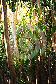 Jungle in Thailand, Ko Kham island