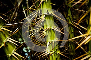 Jungle Thorns Spikes