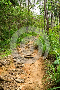 Jungle trail