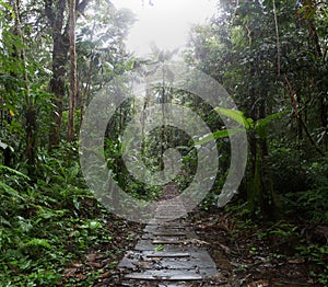 Jungle trail in the amazon rain forest
