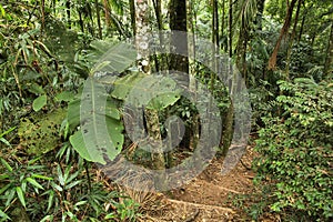 Jungle trail, Brazil