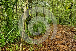 Jungle trail, Costa Rica