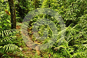 Jungle trail, Costa Rica