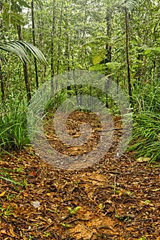 Jungle trail, Costa Rica