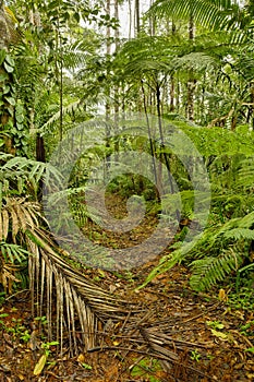 Jungle trail, Costa Rica